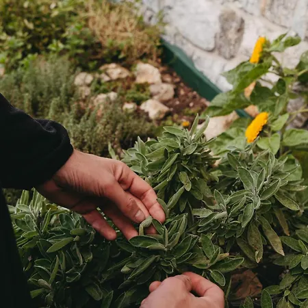 Giacomino Gospodarstwo wiejskie *